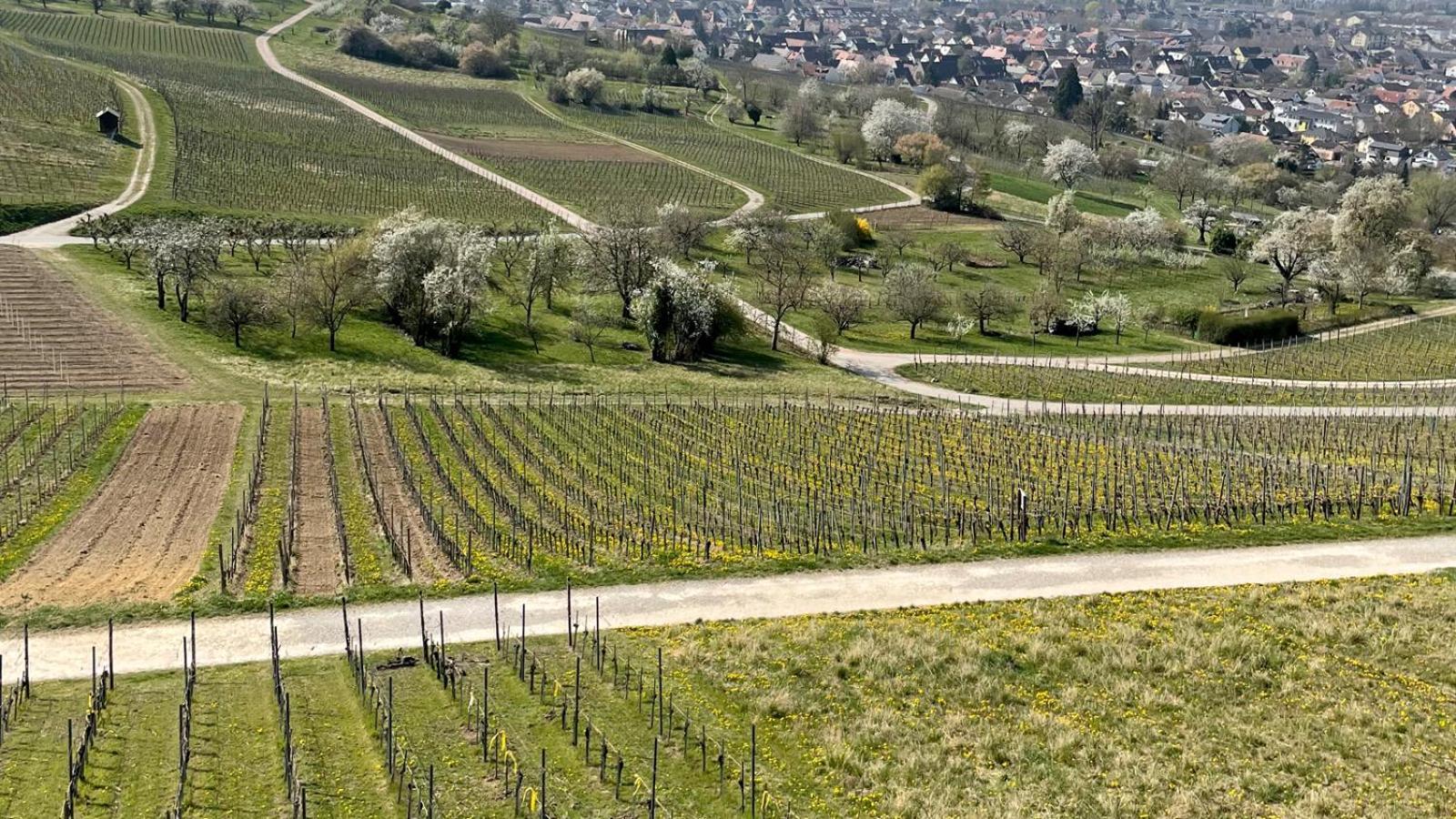 Landgasthof Rebstock Weil am Rhein / Basel Exterior foto