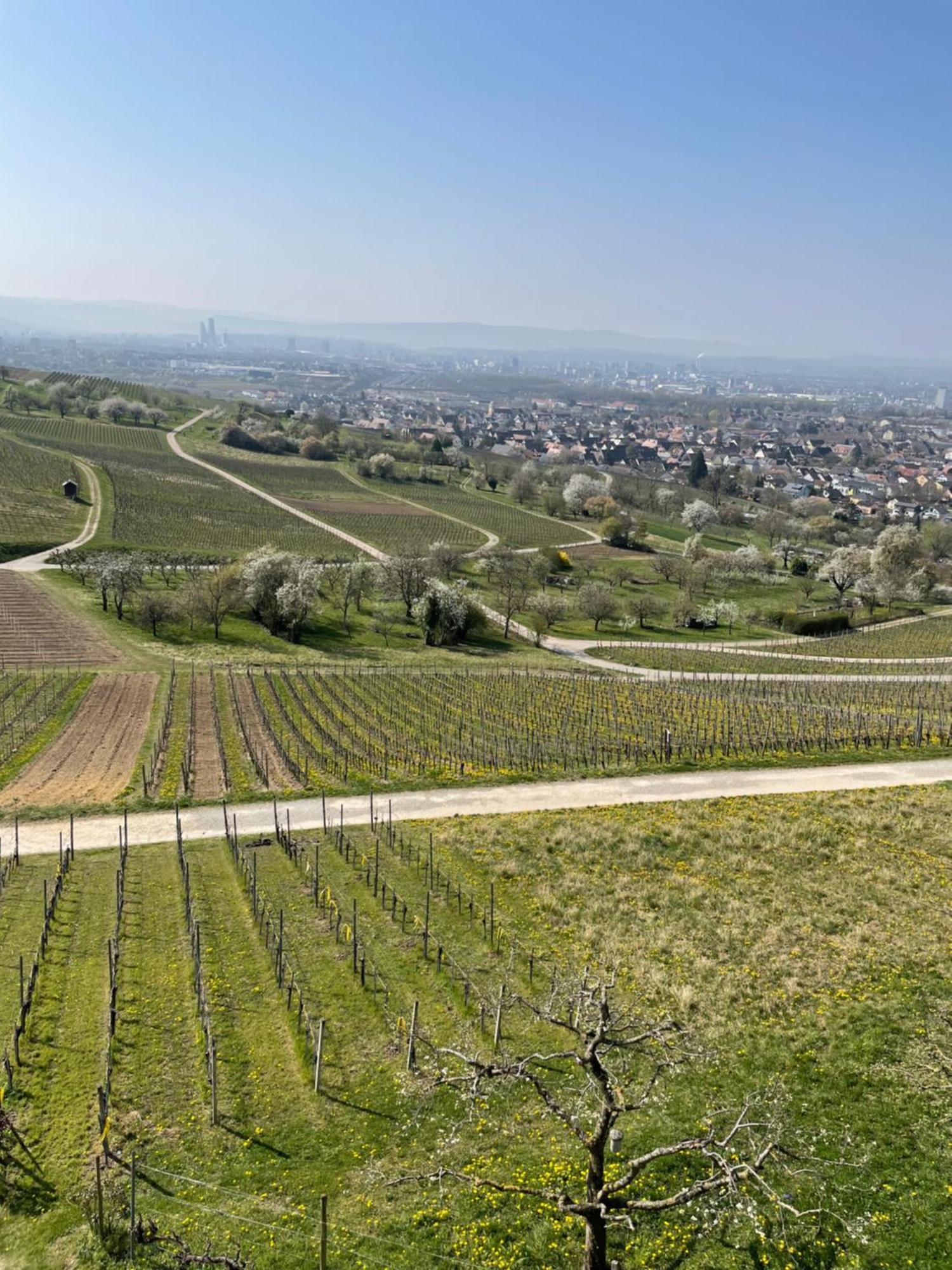 Landgasthof Rebstock Weil am Rhein / Basel Exterior foto